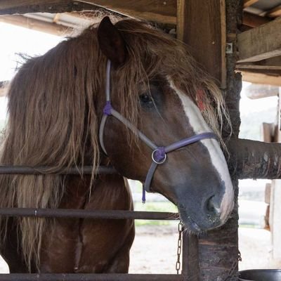 x83zc9d15qhy7q's profile picture. 北海道の田舎(日本一寒い町)で大きな馬(ばん馬)を飼っている超弱小牧場やってます。　ホクトキング、ナリタボブサップ、クイーンアルテミス、オンリーワン
シンエイトーコ、ワタシトマランサー、トマランサーノゾミ、ホクトウイン、アバシリテンリュウ、アアモンドウイン、メイコウクィーン