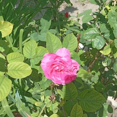 Atakum55414442's profile picture. Samsun atakum tek erkek ev var eylenmek isteyen bayan arkadaş  arayışı