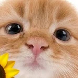 upi_dooさんのプロフィール画像