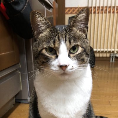 FixieRyoma0108's profile picture. fun 4