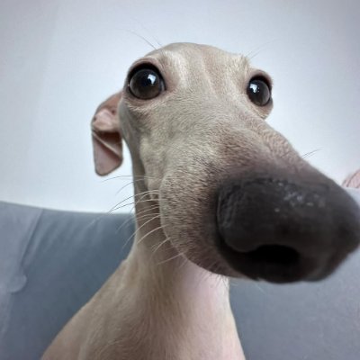 whitedok2's profile picture. Allora Momentum Maxi