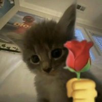 도도 (@d0x2_) 's Twitter Profile