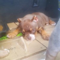 Bull dog (@beaniemac777) 's Twitter Profile