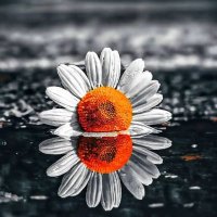 shahd (@shahd913941) 's Twitter Profile