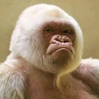 HAstro💫 (@kamilar_h) 's Twitter Profile