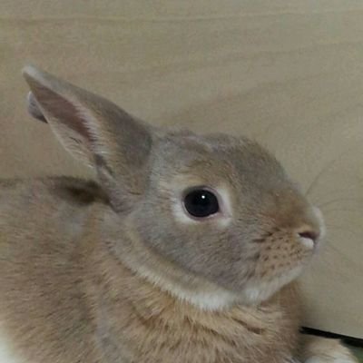 bY4i2f7pBT16574's profile picture. 筋トレ、一人旅、ハロプロ（主にJ=J）、ボクシングが趣味