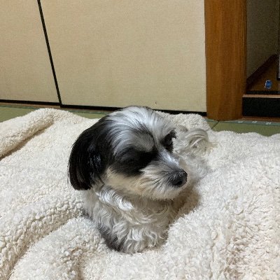 dice682's profile picture. 