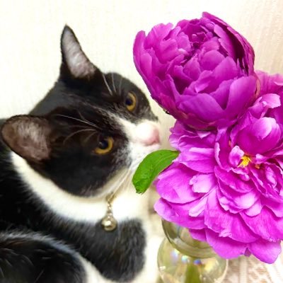 _sweetsholic_'s profile picture. ❤️→🐈‍⬛ ✈️🏰 💿♪ 🎞 🍫🍰 💎💍✨