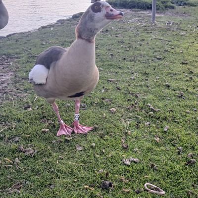 AlleDinge's profile picture. 🇩🇪👱‍♀️