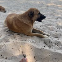 Rayaraya Ray R. (@rayaratta) 's Twitter Profile