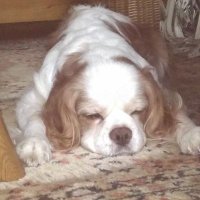 ゆーくん(数学屋さん)🧸🌸 (@sklznromkx3643) 's Twitter Profile Photo