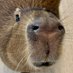 カピパラダイス実行委員会 (@capybara_cp) Twitter profile photo カピパラダイス実行委員会 (@capybara_cp) Twitter profile photo