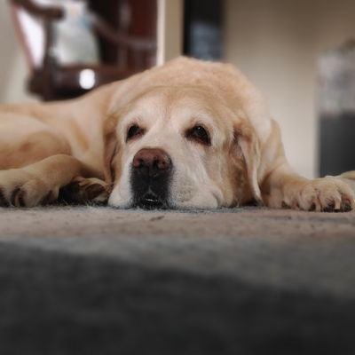 ranjeet1mehra's profile picture. retweet, like and quoting is not any kind of endorsement