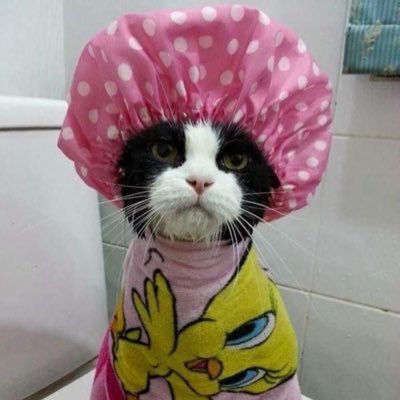 pixxiin's profile picture. 어쩔수없다결혼하자