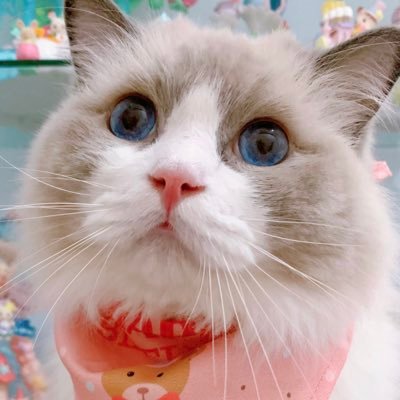 วินนี่เดอะภูさんのプロフィール画像