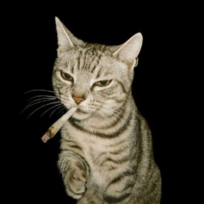 dhora2dabone's profile picture. 