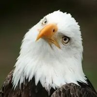 Maria Vargas (@amberwifi3131) 's Twitter Profile
