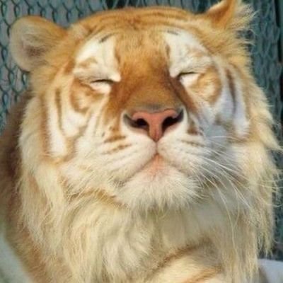 Ricki 🌟🐅さんのプロフィール画像