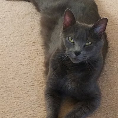 MichaelSer56724's profile picture. Please no direct DMs. I’m a retired male living his best life. I’m also from Democrat parents. My career was primarily in Restaurant management.