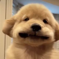 samramyon (@samramyon) 's Twitter Profile