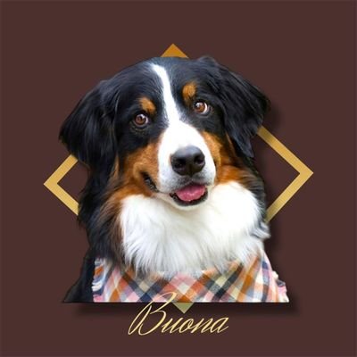 千葉県松戸市「東松戸」にあるカフェ
【#ボナばに】の店長を勤めるBuona(ボナ)です🐶看板犬を勤めながら時々#タレント犬 として活躍してます🎵
アジリティー2024では日本チャンピオンになり幅広い分野で活躍するスーパードッグ🐶笑ってコラえて「ネタ掘れわんわんの旅」で2代目超能力犬。#リベンジスパイ ジャック役