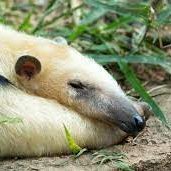 anteater party (@anteaterparty) 's Twitter Profile Photo anteater party (@anteaterparty) 's Twitter Profile Photo