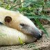 anteater party (@anteaterparty) Twitter profile photo anteater party (@anteaterparty) Twitter profile photo