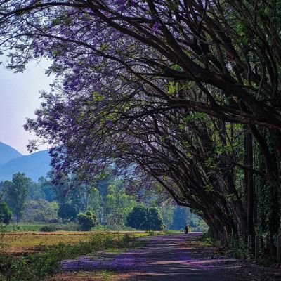 ml_rl_dl's profile picture. 