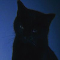 qοΎβ«οΎπΈπ£πππππΛ*β‘ * (@astrophel005) 's Twitter Profile