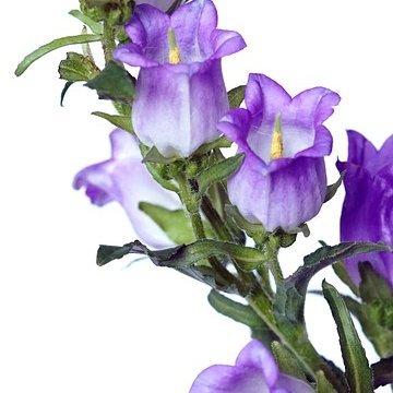 @NguynTuytA28907