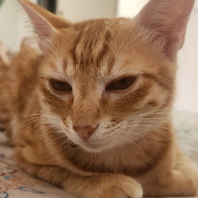 Chitraansh9515's profile picture. 