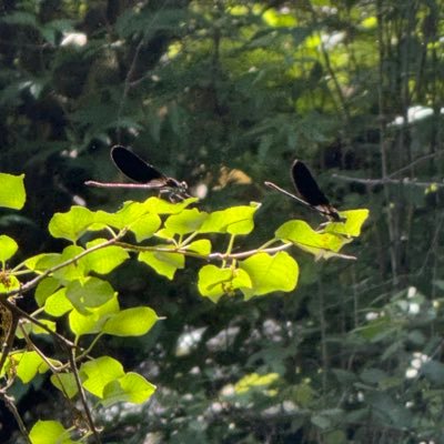 eccarnus's profile picture. pap