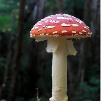 Hugh Mungus Fungus (@hiding_in_woods) 's Twitter Profile