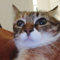 Helen (@helenthefatcat) Twitter profile photo