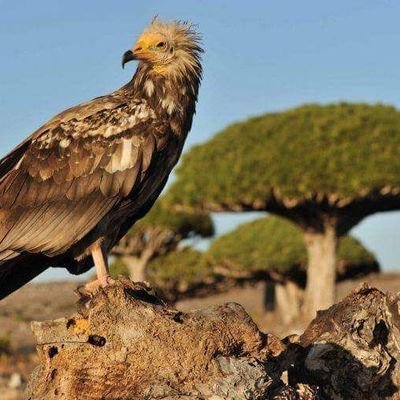كن كالنخلةِ عن الأحقادِ مرتفعاً، ترمى بصخرٍ فتلقي أطيبَ الثمري