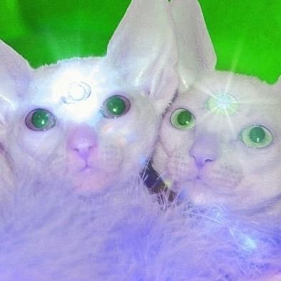 kpinnkitty's profile picture. i stretch my piercings for fun dfwm