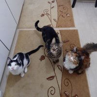 Müşfik & Veysel & Türkan (@mturkan14627) 's Twitter Profile Photo Müşfik & Veysel & Türkan (@mturkan14627) 's Twitter Profile Photo