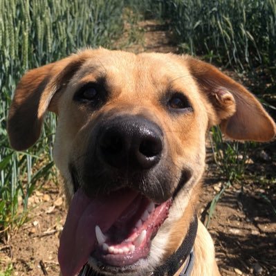 333padalino's profile picture. 