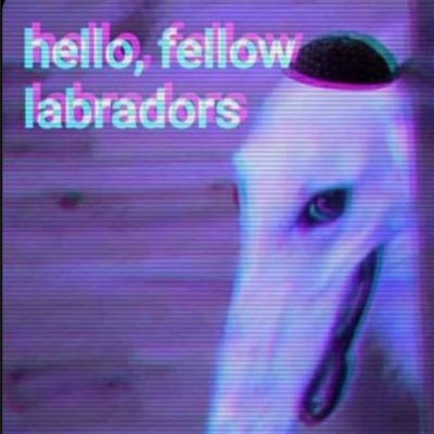 Hates seed oils, nıggaball, TikTok culture, IVF, j*wish behavior, and the general state of society. No more polite white silence. I follow frens.