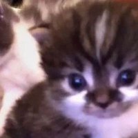 JoelZeraus04 (@suuarez_2004) 's Twitter Profile