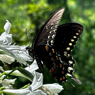 CoastalVixen_GA's profile picture. Artist, photographer, digital creator, special education teacher, and wife.