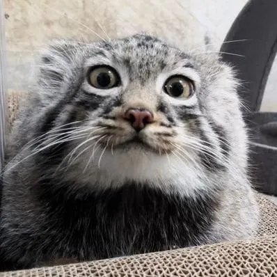 GrandGr1ftGang's profile picture. 