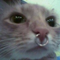 Crystal Gem perdida (@crystal_perdida) 's Twitter Profile