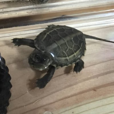 labit_and_kame's profile picture. 虚無