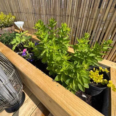 _meanskene_'s profile picture. ashamed to be homosexual