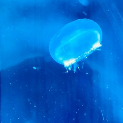 トムさんのプロフィール画像