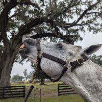 HORNS, UNIQUE (@hornscomma) 's Twitter Profile Photo