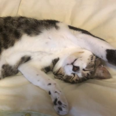 mori_rindo's profile picture. 