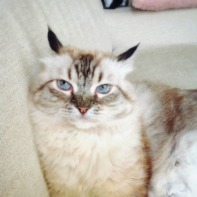 mimipovachan's profile picture. わんぱく