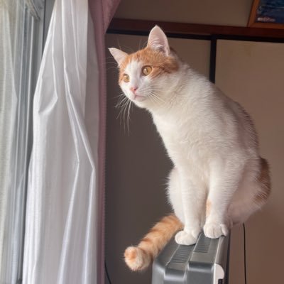 テ オ 🐈¦ 茶白 ♂ ¦2025/03/29 お迎え¦去勢済 ¦年齢不明(恐らく1歳前後) ¦ぽてぽてな甘えん坊猫¦気ままにうちの子自慢